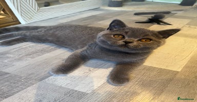 British Shorthair cats - Advert 5