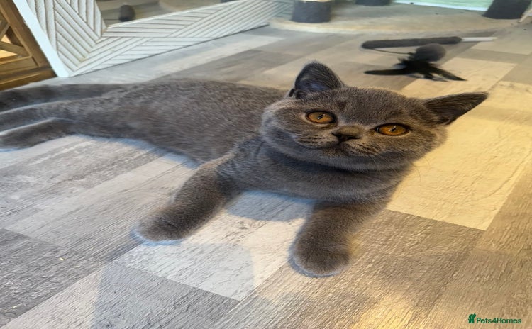 British Shorthair cats - Advert 7