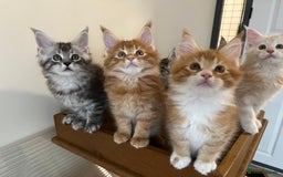 Maine Coon cats for sale: GCCF pedigree Maine Coon Kittens  - Image 8