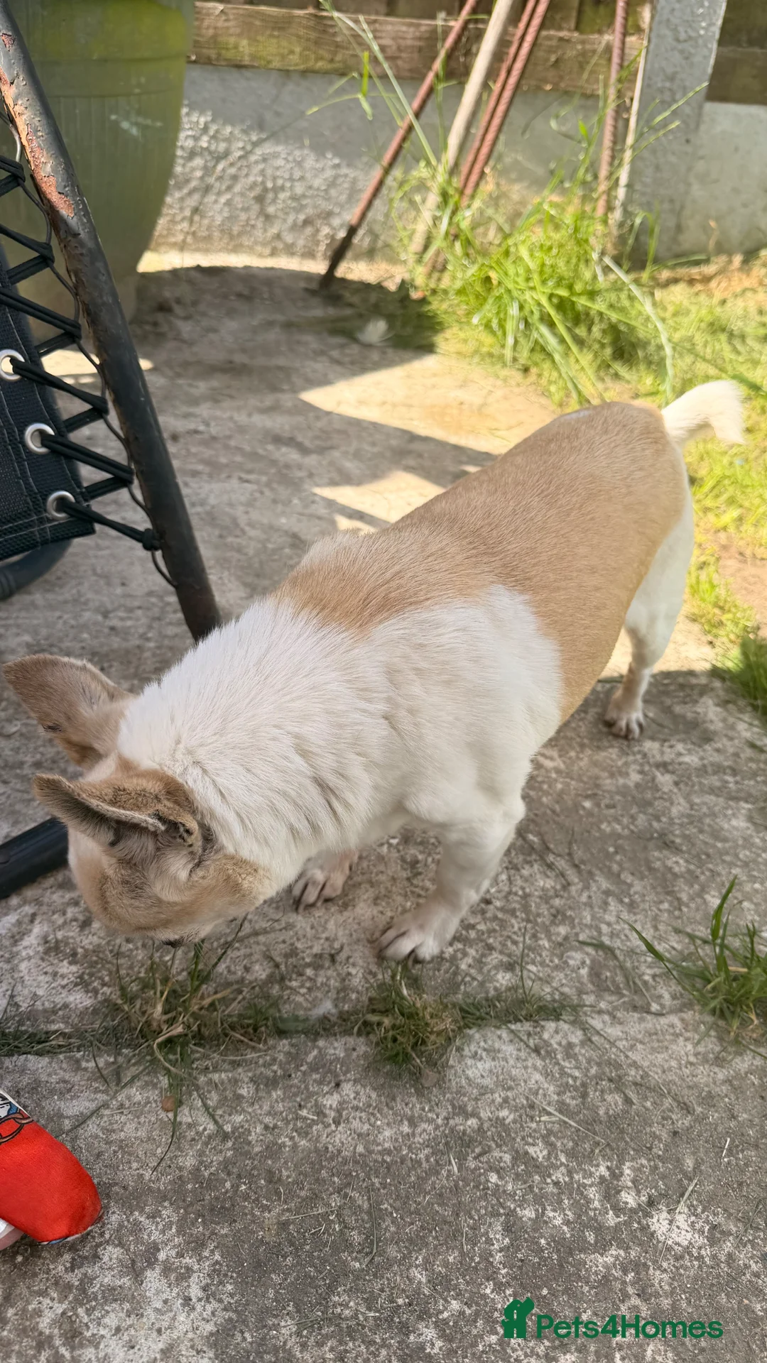 Chihuahua dogs for sale: Ben the chihuahua  - Advert 4