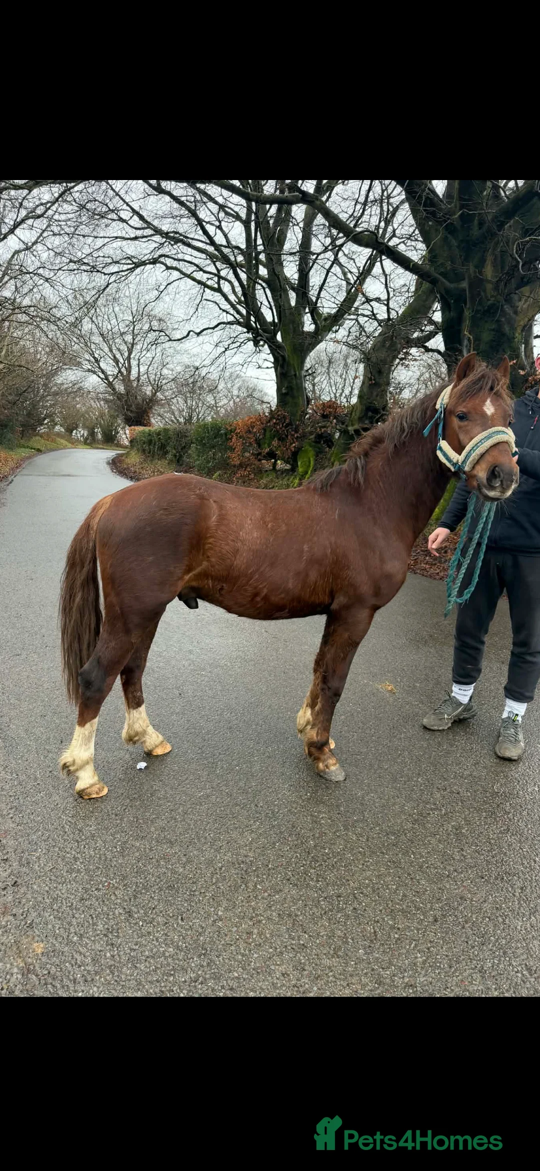 Welsh Section C horses for sale: Cwmgywllt Jaffa  - Advert 3