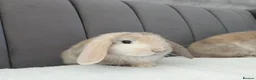 Mini Lop rabbits for sale: Gorgeous Mini Lop Babies - Advert 10