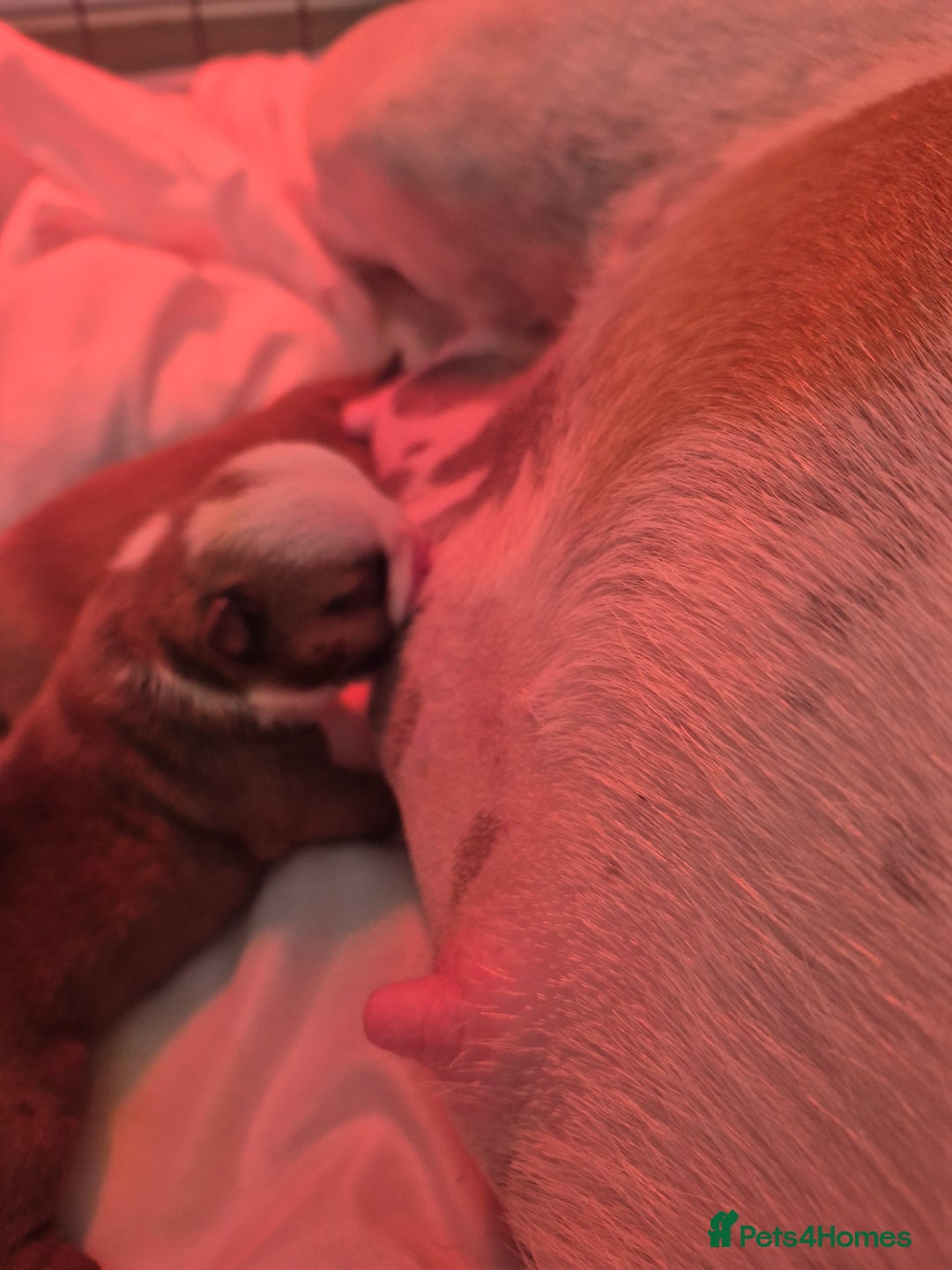 English Bulldog dogs for sale: English Bulldog Puppies  - Image 4