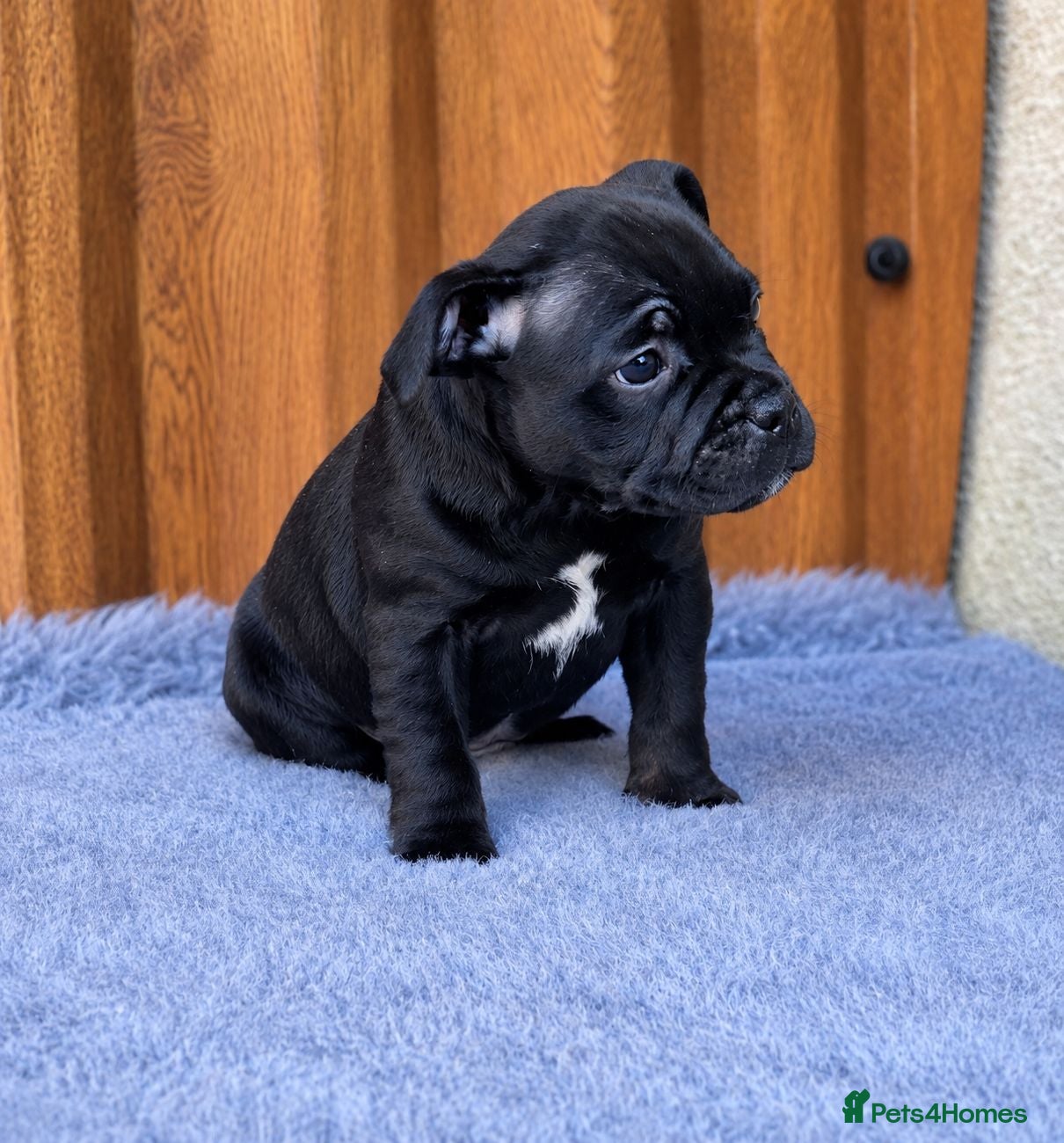 Staffordshire Bull Terrier dogs 🏆 Top Quality KC Staffy Puppies Available 🏆 - Advert 1