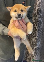 Japanese Shiba Inu dogs 💕 Adorable Female KC REG Shiba Inu Puppy 💕 - Advert 2