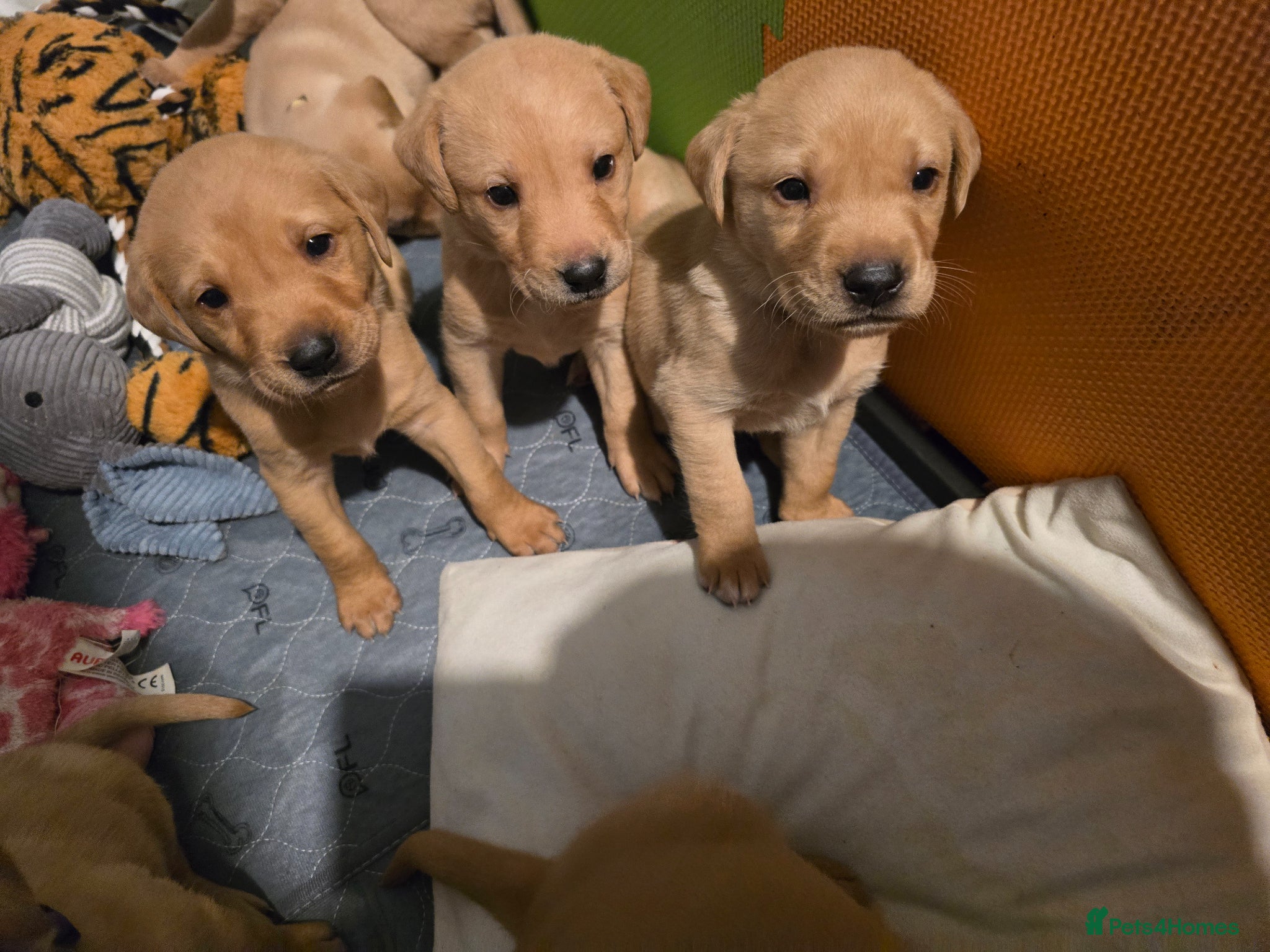 Labrador Retriever dogs Labrador Retriever puppies - Advert 15