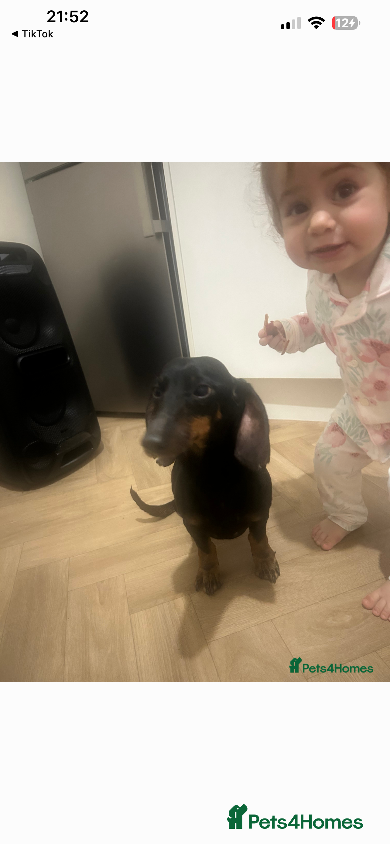 Dachshund dogs Female dachshund  - Advert 4