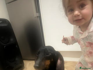 Dachshund dogs Female dachshund - Advert 4