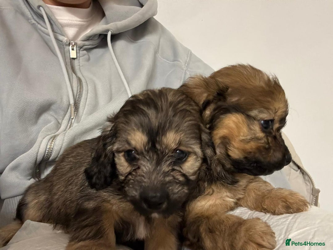 Mixed Breed dogs for sale: 6 Beautiful Daxichons - Advert 22