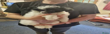 Chinese Crested 4