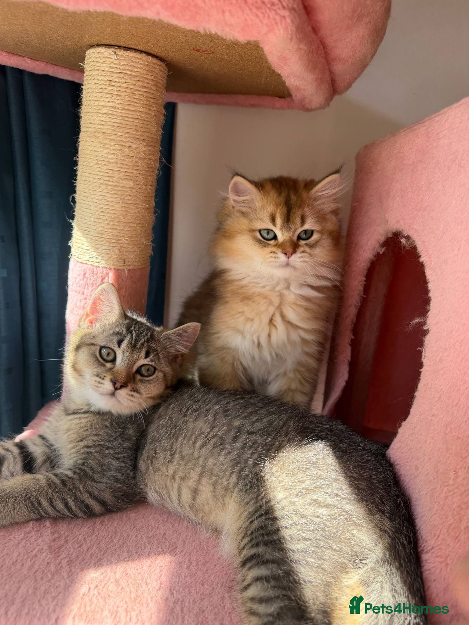British Longhair cats LOOKING FOR A NEW HOME !!!!! NEW FAMILY - Advert 16