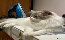 Ragdoll cats for sale: Beautiful Fluffy Ragdoll Kittens –One Boy&One Girl - Advert 13