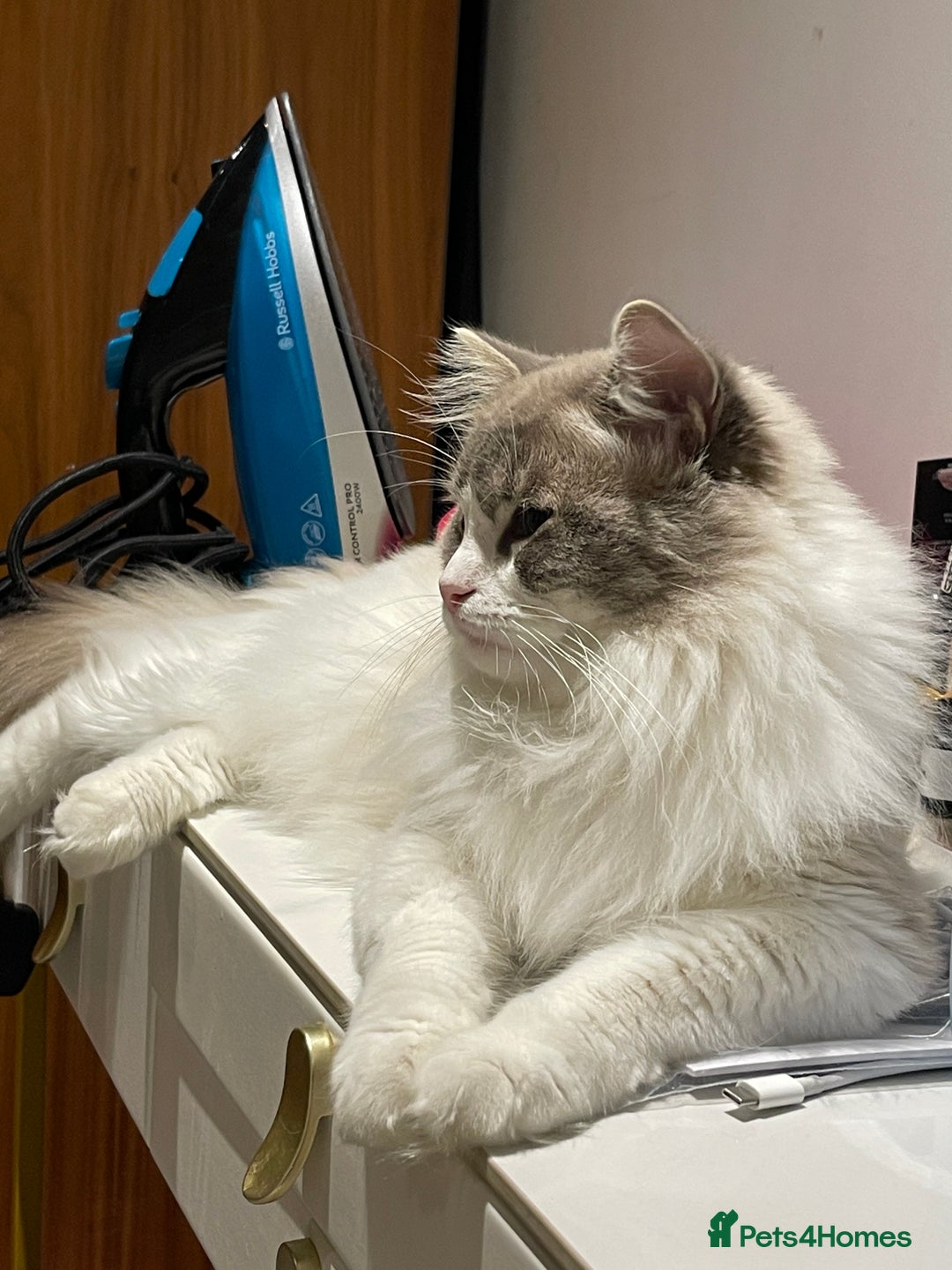 Ragdoll cats for sale: Beautiful Fluffy Ragdoll Kittens –One Boy&One Girl - Advert 13