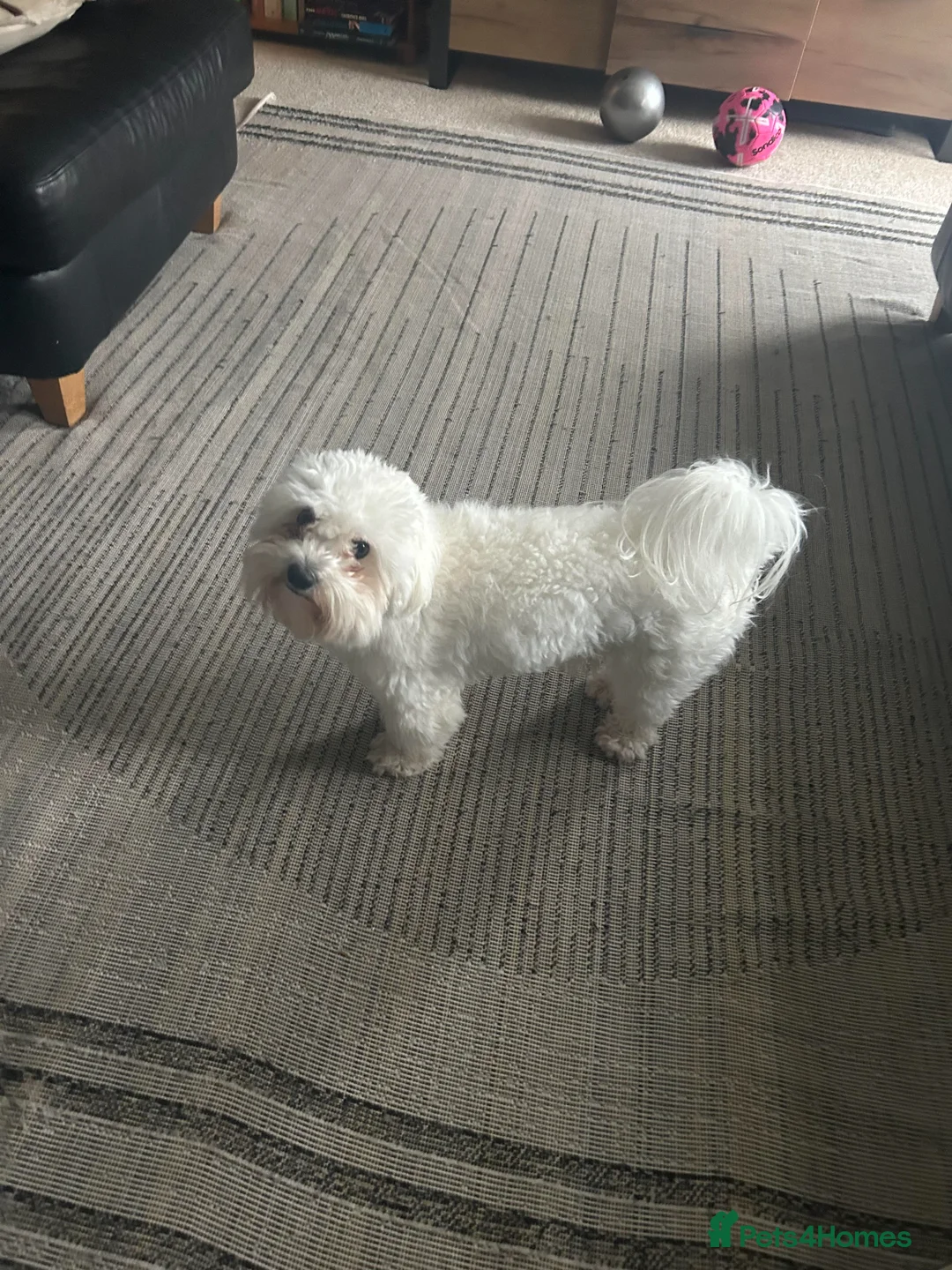 Maltese dogs for sale: Lovely Maltese Dog Looking for a Loving Home in Stevenage - Advert 1