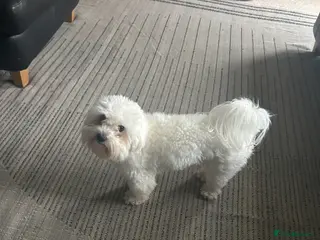 Maltese dogs Lovely Maltese Dog Looking for a Loving Home - Advert 6