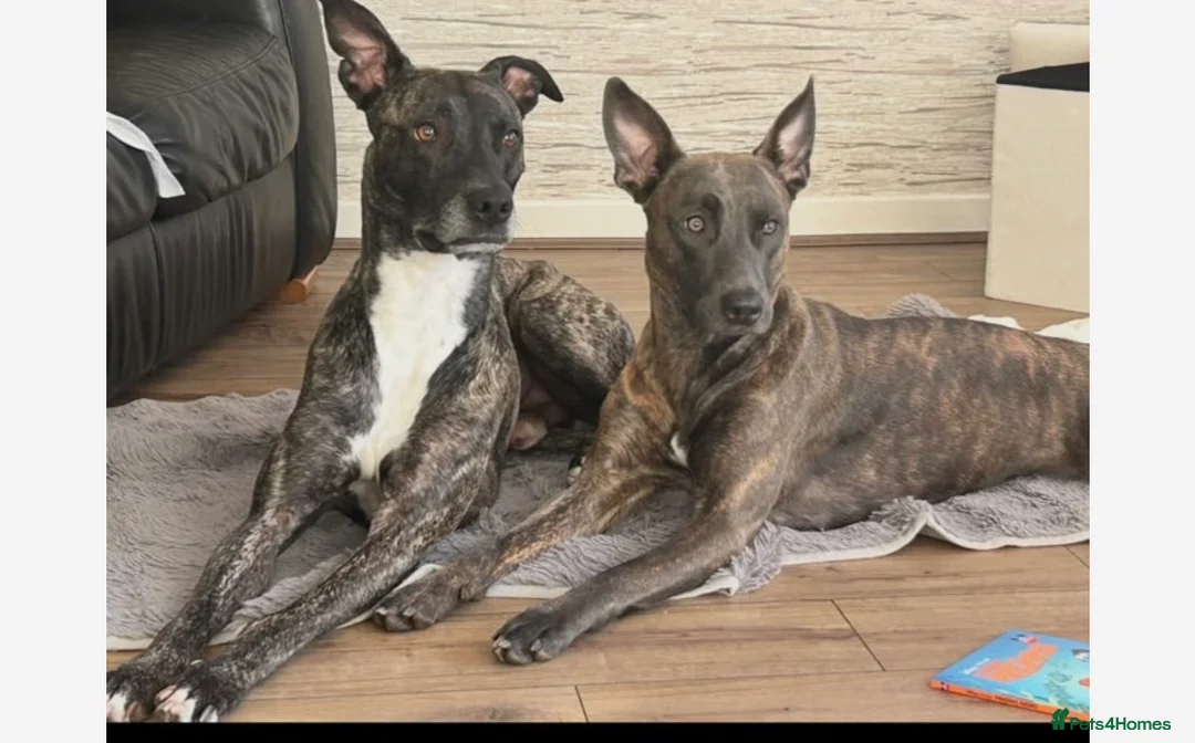 Mixed Breed dogs for sale: 13 weeks bull cross x Dutch herder in Middlesbrough - Advert 2
