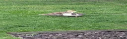 Ducks poultry for sale: X2 beautiful Muscovites ducklings  5 weeks old  - Advert 2