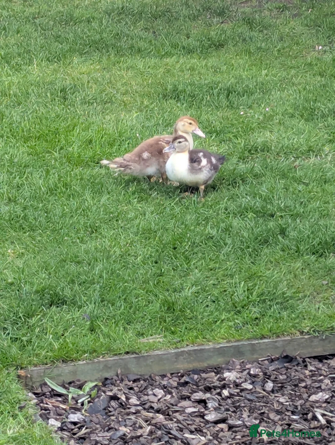 Ducks poultry for sale: X2 beautiful Muscovites ducklings  5 weeks old  - Advert 2