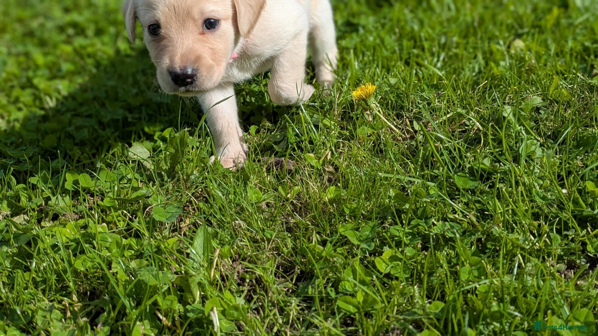Labradoodle dogs Golden Labradoodle / Doubledoodle Puppies Viewings - Advert 2