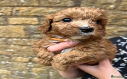 Cavapoo dogs for sale: Cavapoos puppies  - Image 29