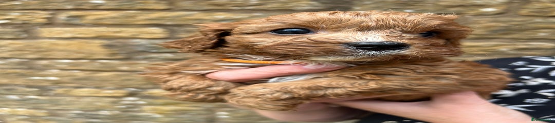 Orange Cavapoo Puppy 1