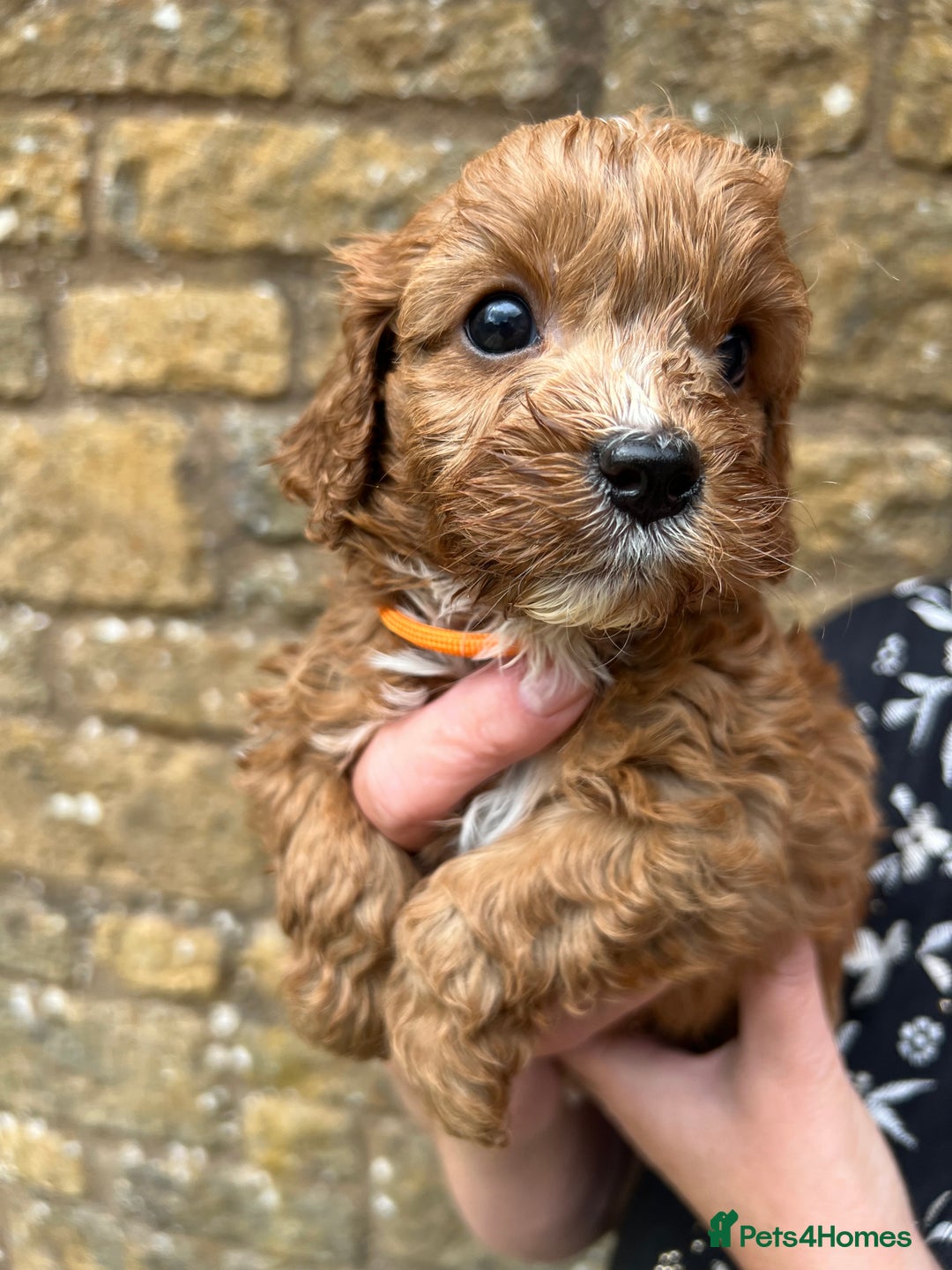 Cavapoo dogs for sale: Cavapoos puppies  - Image 29