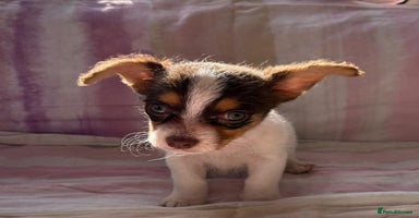 Chihuahua dogs - Advert 3