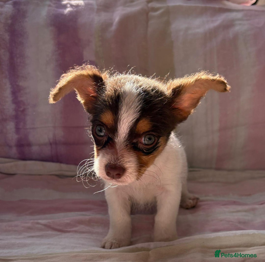 Chihuahua dogs for sale: Chihuahua cross King Charles  - Image 3