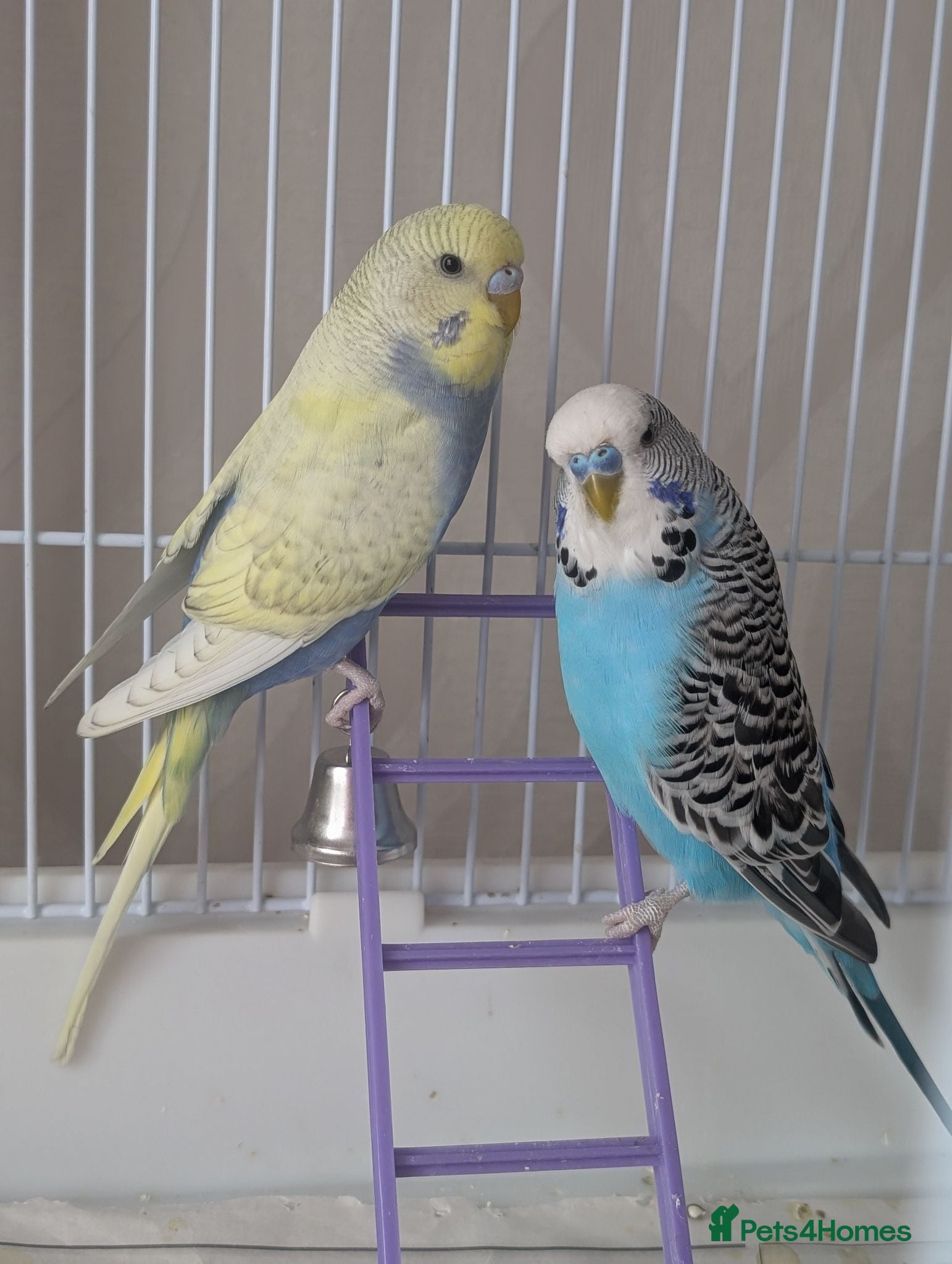 Budgerigars birds X2 male budgies  - Advert 2