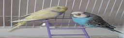 Budgerigars birds for sale: X2 male budgies  in Llandudno Junction - Advert 1