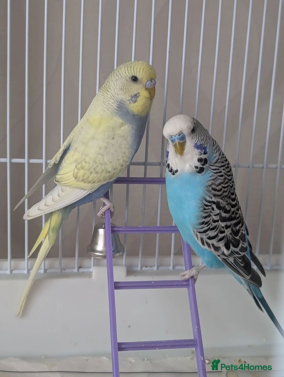 Budgerigars birds for sale: X2 male budgies  in Llandudno Junction - Advert 1