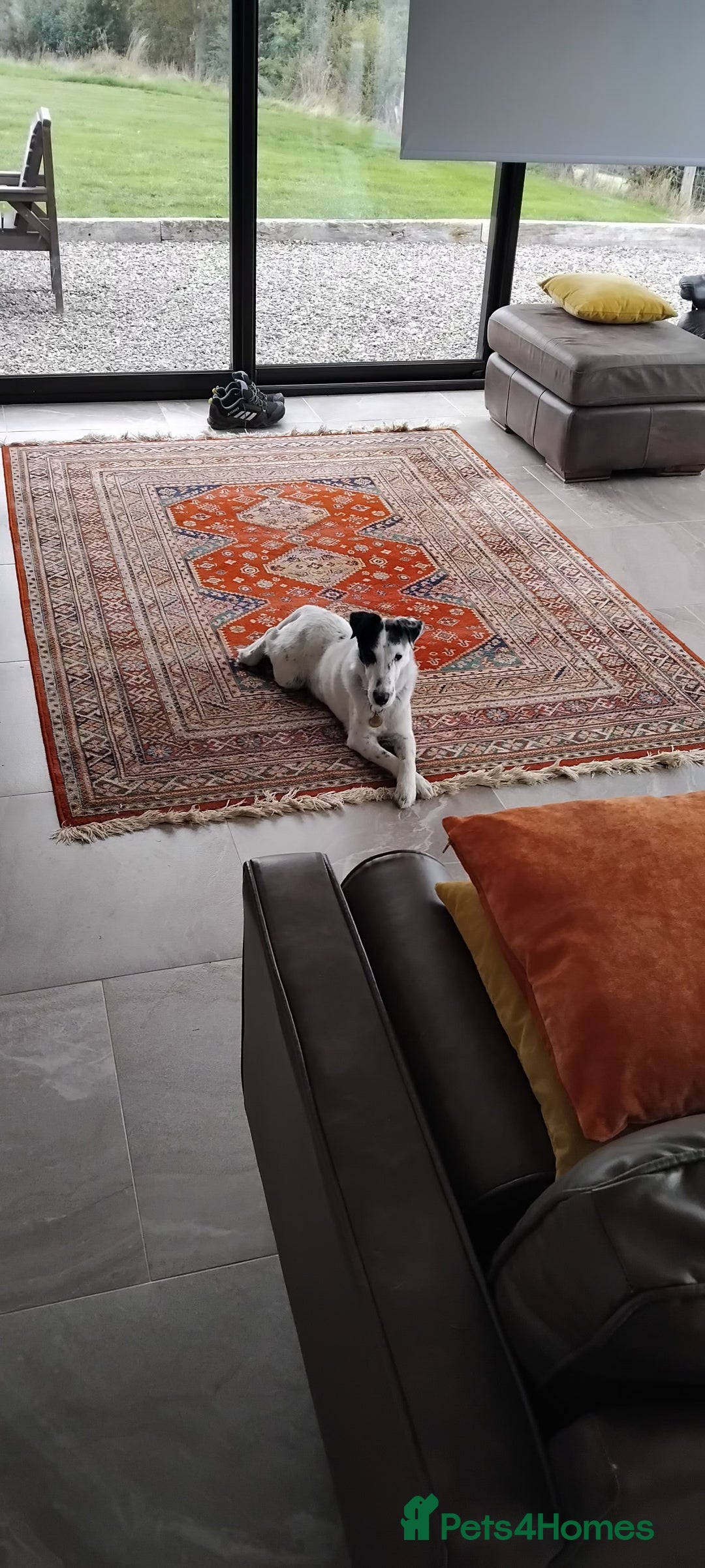 Fox Terrier dogs for stud: Charlie - Advert 3