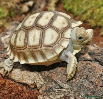 Tortoise reptiles for sale: WANTED baby Sulcata hatching tortoise  - Advert 17