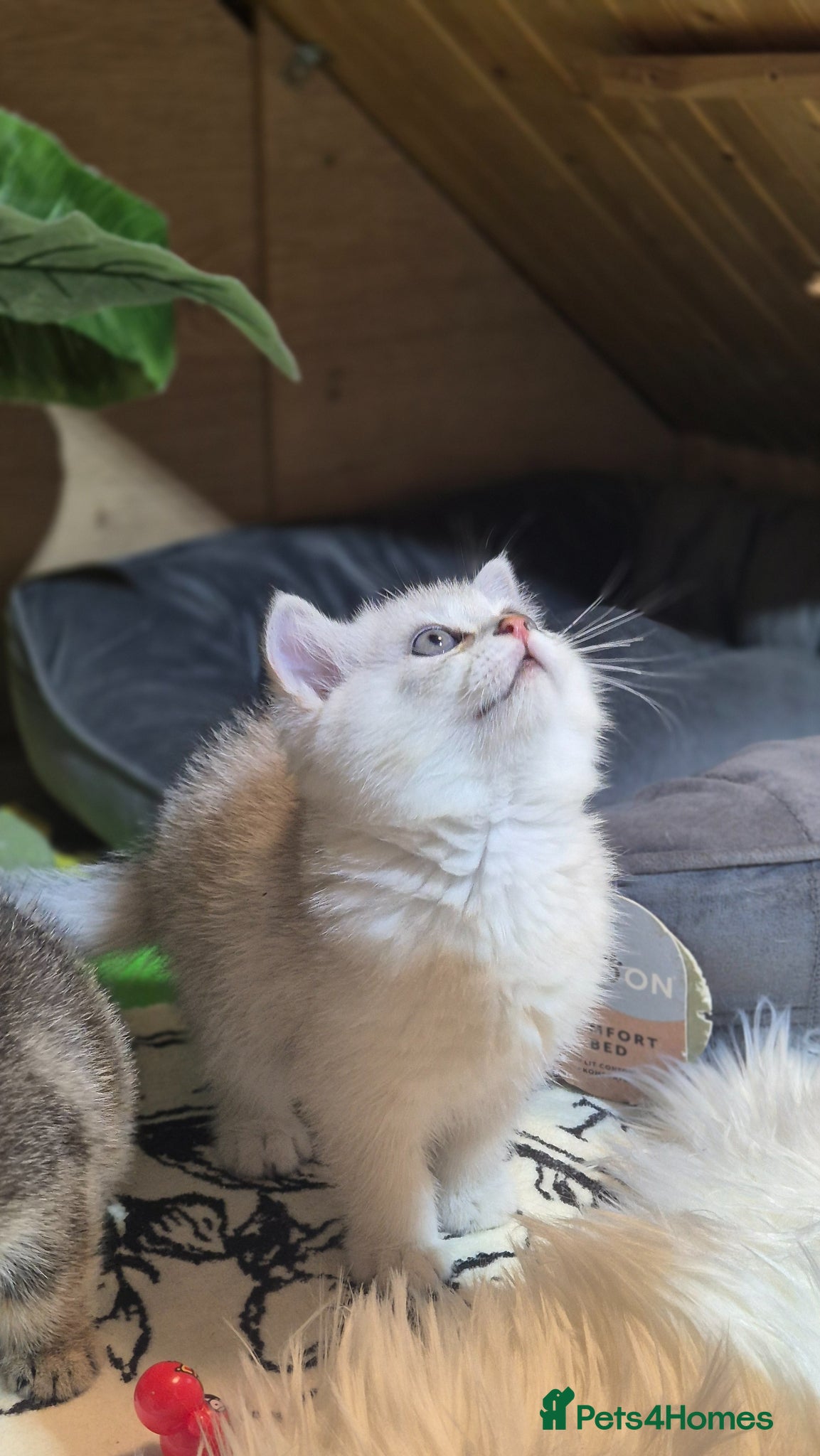 British Shorthair cats British shorthair  cat - Advert 12