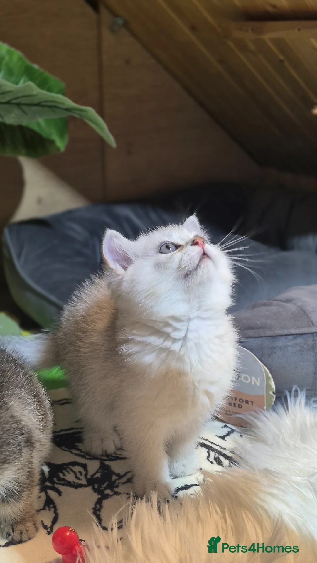 British Shorthair cats for sale: British shorthair  cat - Advert 1