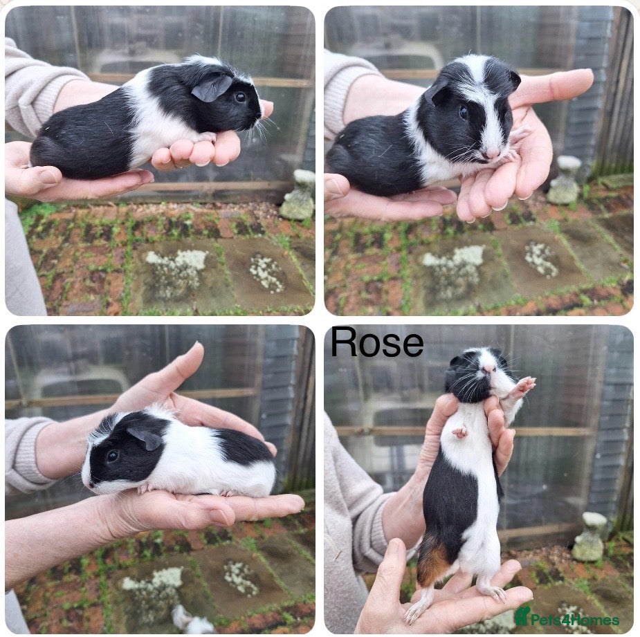 Guinea Pig rodents 5 pretty female baby Guineapigs ready now  - Advert 8