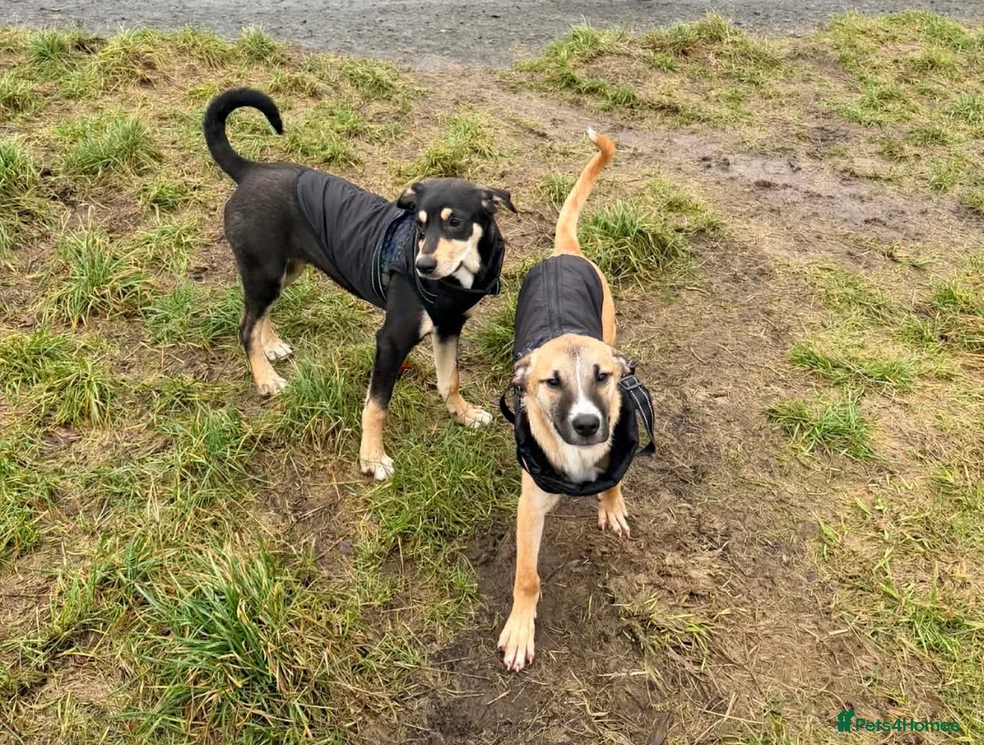 Mixed Breed dogs for adoption: 💕Hector💕 - Advert 2