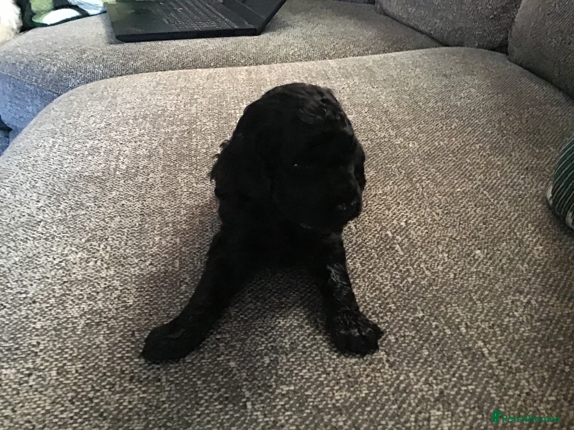 Miniature Poodle dogs Miniature poodle  - Advert 7