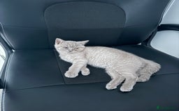 British Shorthair cats for sale: Kitten bundle - sale  - Image 3
