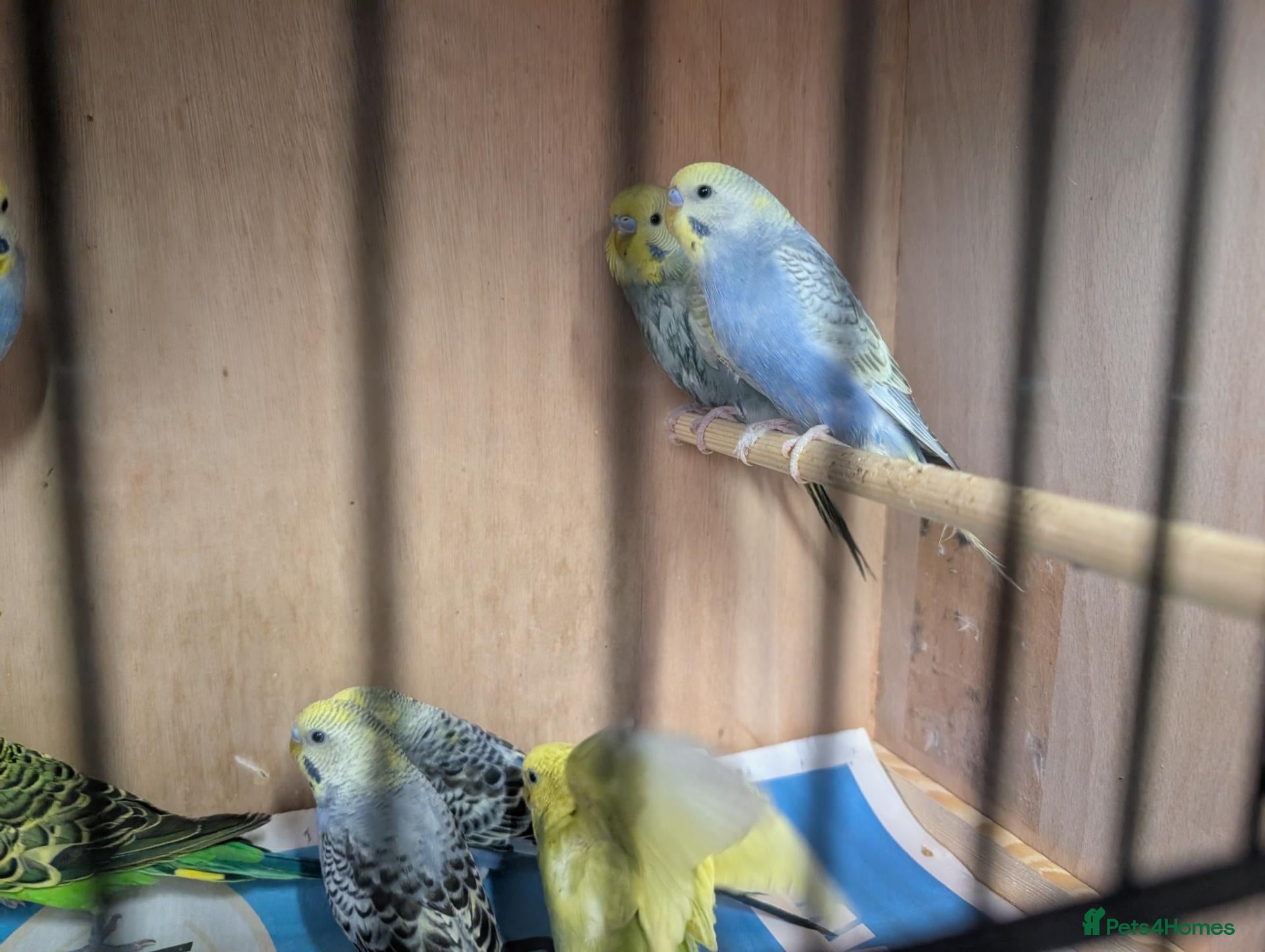 Budgerigars birds Budgies with Complete setup and Cage - Advert 2