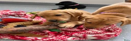 Labrador Retriever dogs for sale: Beautiful KC Labrador Pups Ready To Leave - Advert 16