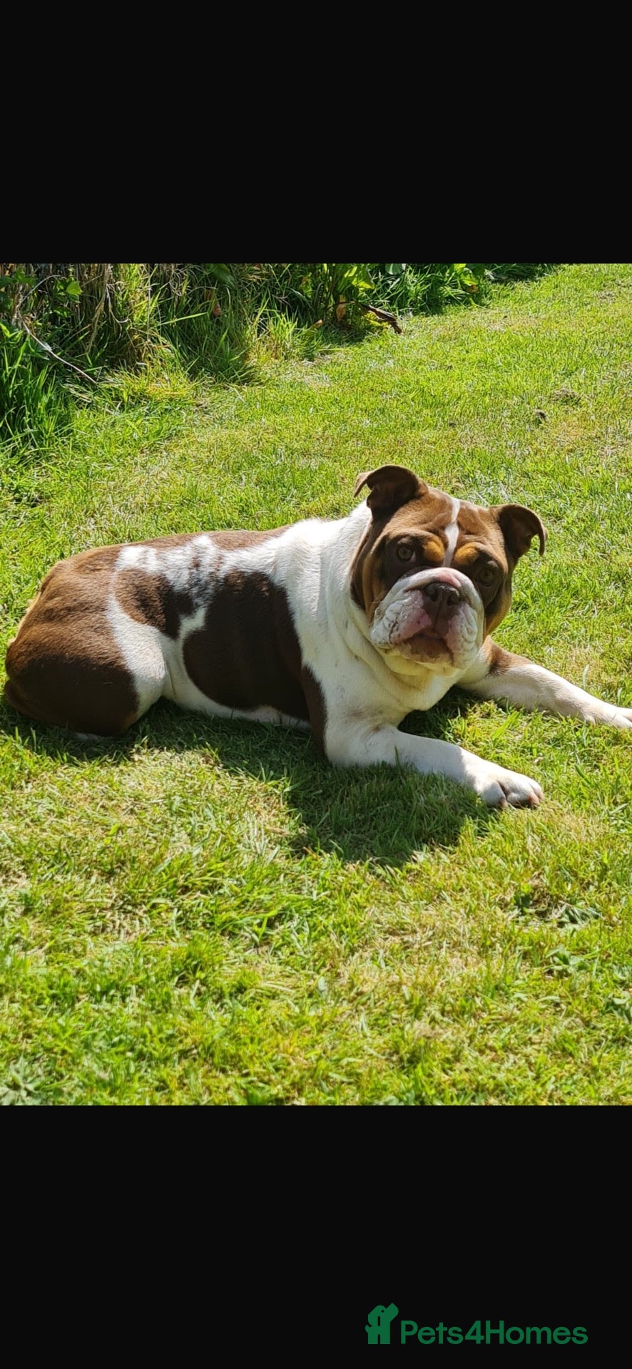 English Bulldog dogs English bulldog - Advert 16