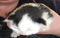 Mixed Breed cats for sale: 3 beautifully marked white/ black / ginger kittens - Image 5
