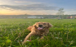 Golden Retriever dogs for stud: HANDSOME 2 YEAR OLD RED STUD - GOLDEN RETRIEVER  - Image 18