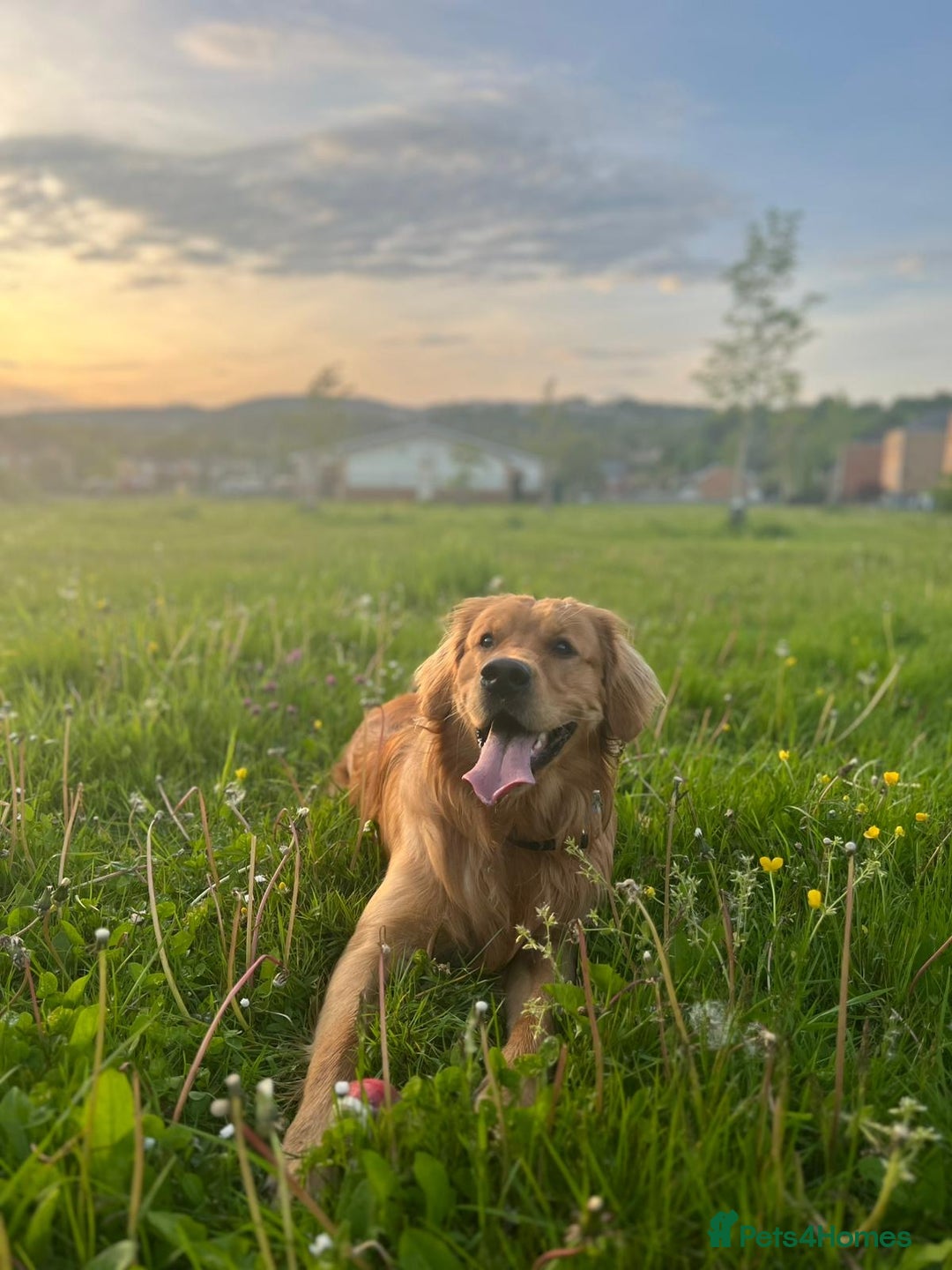 Golden Retriever dogs for stud: HANDSOME 2 YEAR OLD RED STUD - GOLDEN RETRIEVER  - Image 18