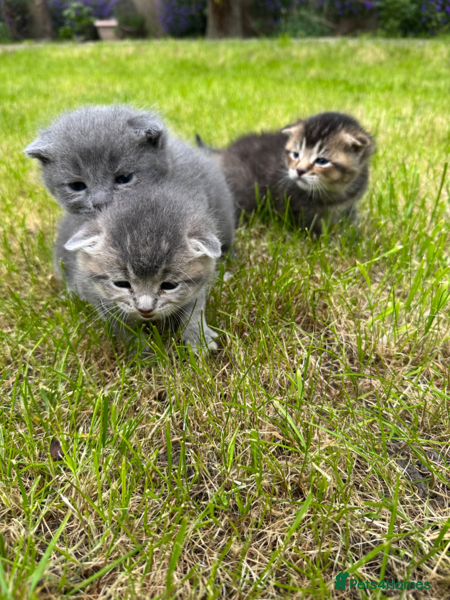 Scottish Fold cats 🐾 Kittens Looking for Forever Homes 🐾 - Advert 1