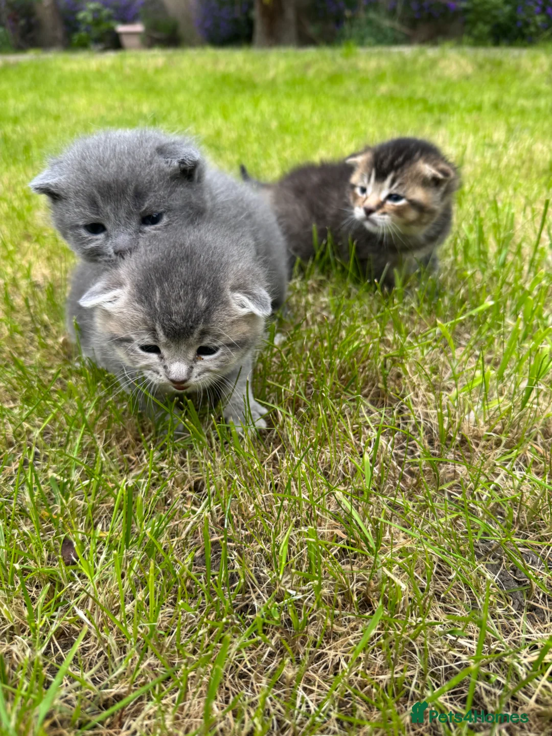 Scottish Fold cats for sale: 🐾 Kittens Looking for Forever Homes 🐾 - Advert 1
