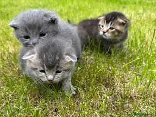 Scottish Fold cats 🐾 Kittens Looking for Forever Homes 🐾 - Advert 18