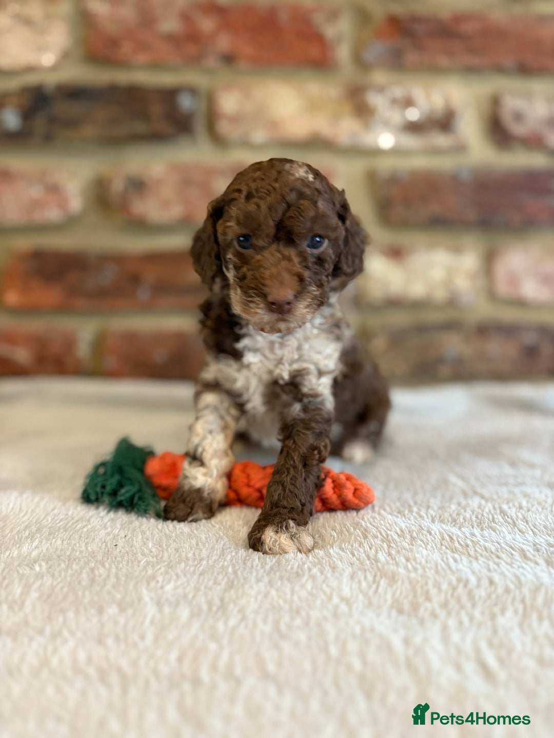Cockapoo dogs for sale: F1b cockapoo puppies - Advert 1