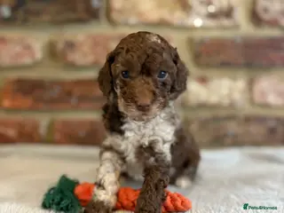 Cockapoo dogs F1b cockapoo puppies - Advert 4